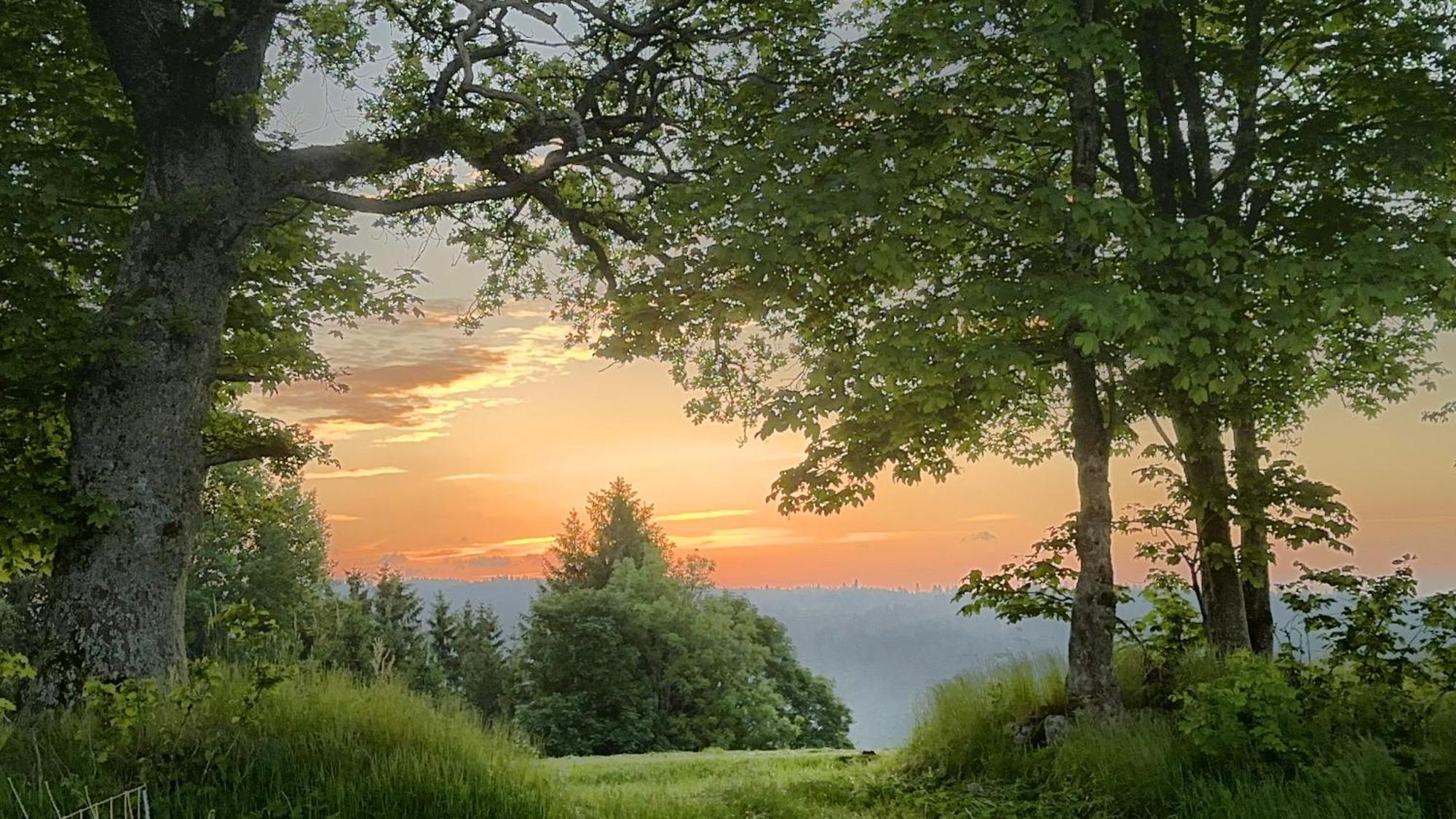 Apartamento Haus Schlageter Dachsberg im Schwarzwald Exterior foto