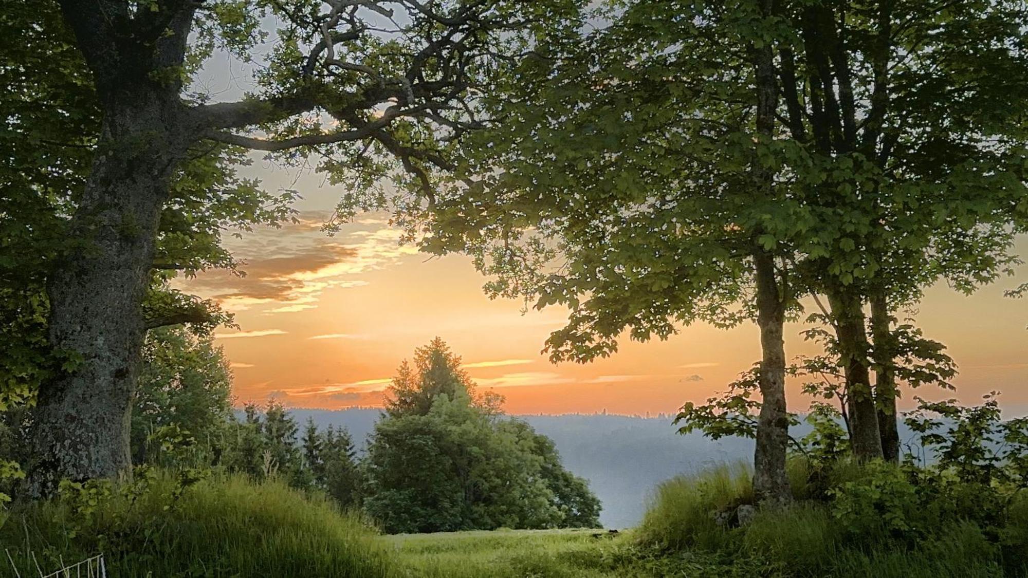 Apartamento Haus Schlageter Dachsberg im Schwarzwald Exterior foto